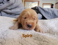 Spirit, a female Golden Retriever for sale in Londonderry, NH – 8 of 8