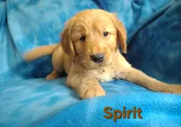 Spirit, a female Golden Retriever for sale in Londonderry, NH – 3 of 8