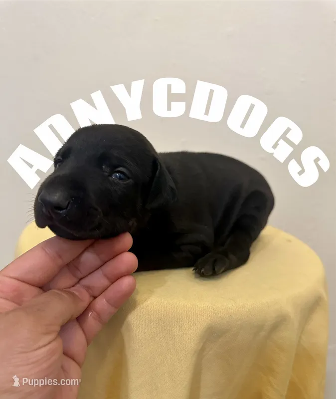 Pure Black Male  – Doberman Pinscher puppy for sale in New York, NY