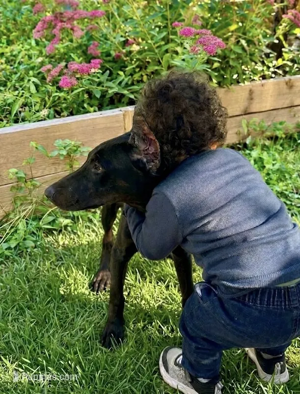 Dark Black Rust Female  – Doberman Pinscher puppy for sale in New York, NY