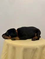 Black/Rust Girl , a female Doberman Pinscher for sale in New York, NY – 2 of 4