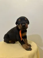 Black/Rust Girl , a female Doberman Pinscher for sale in New York, NY – 3 of 4