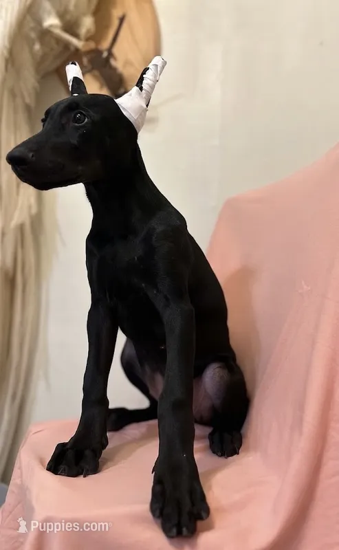 Dark Black Rust Female  – Doberman Pinscher puppy for sale in New York, NY