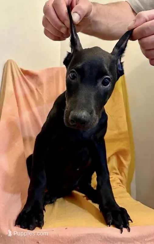 Dark Rust Black Male  – Doberman Pinscher puppy for sale in New York, NY