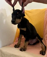 Black/Rust Male , a male Doberman Pinscher for sale in New York, NY – 3 of 3