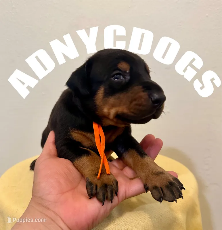 Black/Rust Girl  – Doberman Pinscher puppy for sale in New York, NY