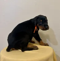 Black/Rust Girl , a female Doberman Pinscher for sale in New York, NY – 3 of 4