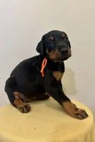 Black/Rust Girl , a female Doberman Pinscher for sale in New York, NY – 2 of 4