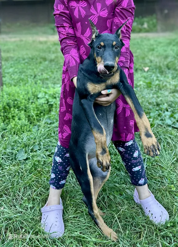 Black/Rust Girl  – Doberman Pinscher puppy for sale in New York, NY