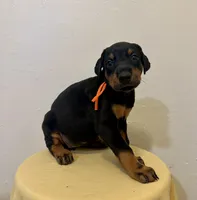 Black/Rust Girl , a female Doberman Pinscher for sale in New York, NY – 4 of 4