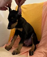 Black/Rust Male , a male Doberman Pinscher for sale in New York, NY – 1 of 3