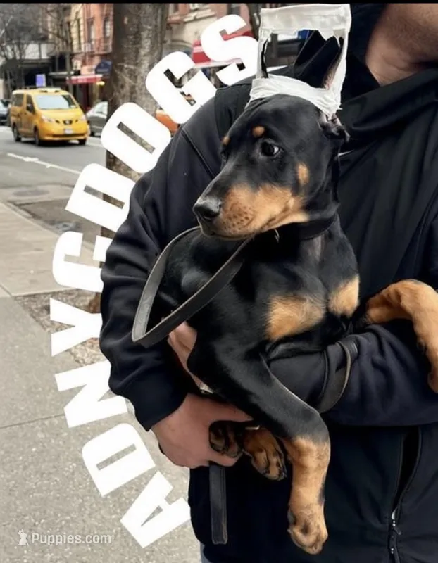 Dobie girl  – Doberman Pinscher puppy for sale in New York, NY