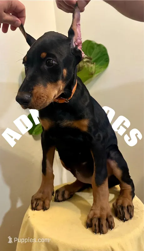 Dobie girl Orange , a female Doberman Pinscher for sale in New York, NY – Photo 1 of 2