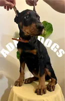 Dobie girl Orange , a female Doberman Pinscher for sale in New York, NY – Photo 2 of 2