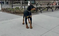 Dobie girl , a female Doberman Pinscher for sale in New York, NY – Photo 2 of 2
