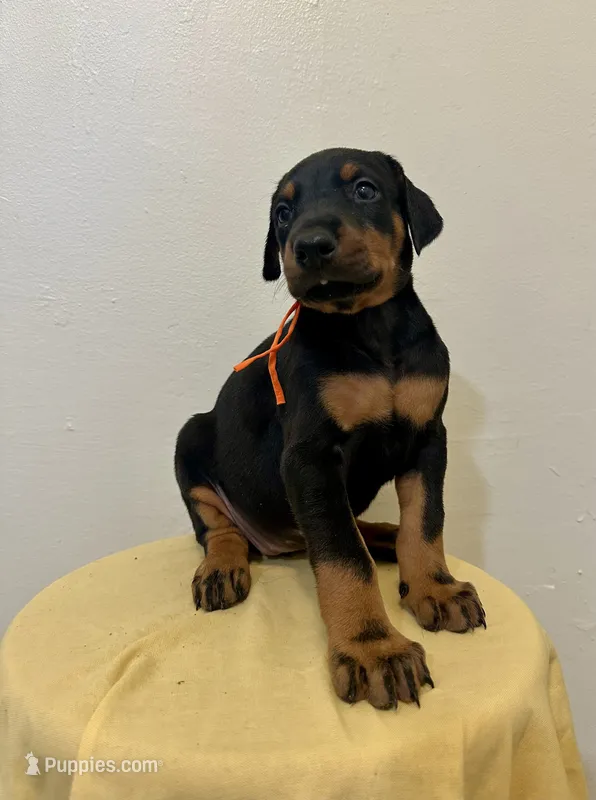 Black/Rust Girl  – Doberman Pinscher puppy for sale in New York, NY