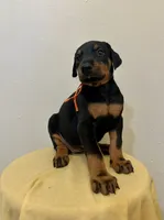 Black/Rust Girl , a female Doberman Pinscher for sale in New York, NY – 1 of 4