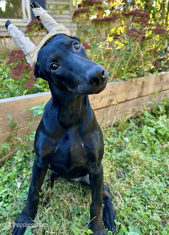 Dark Black Rust Female  – Doberman Pinscher puppy for sale in New York, NY