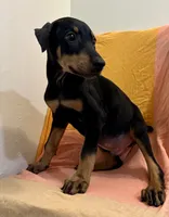 Black/Rust Male , a male Doberman Pinscher for sale in New York, NY – 2 of 3
