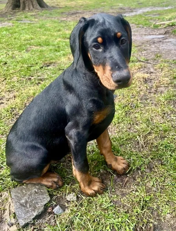 Dobie Boy   – Doberman Pinscher puppy for sale in New York, NY