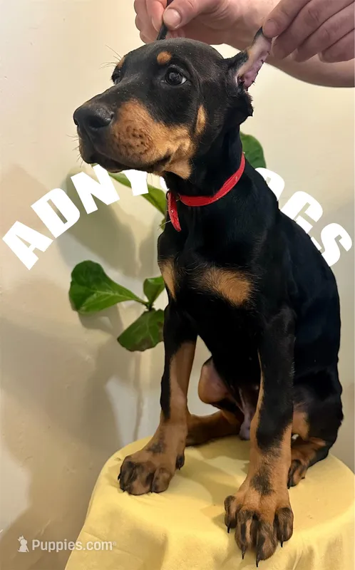 Dobie Boy  , a male Doberman Pinscher for sale in New York, NY – Photo 1 of 2