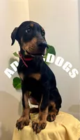 Dobie Boy  , a male Doberman Pinscher for sale in New York, NY – Photo 2 of 2