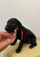 Pure Black Female , a female Doberman Pinscher for sale in New York, NY – 3 of 4