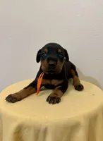 Black/Rust Girl , a female Doberman Pinscher for sale in New York, NY – 4 of 4