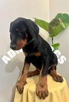 Natural Dobie Boy, a male Doberman Pinscher for sale in New York, NY – Photo 3 of 3