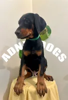 Natural Dobie Boy, a male Doberman Pinscher for sale in New York, NY – Photo 1 of 3