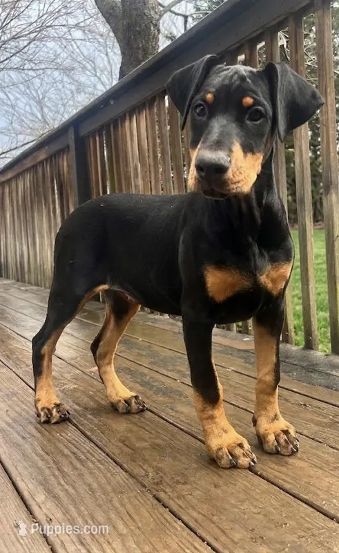Natural Dobie girl – Doberman Pinscher puppy for sale in New York, NY