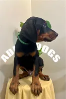 Natural Dobie Boy, a male Doberman Pinscher for sale in New York, NY – Photo 2 of 3