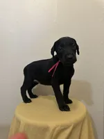 Solid Black Female , a female Doberman Pinscher for sale in New York, NY – 2 of 3
