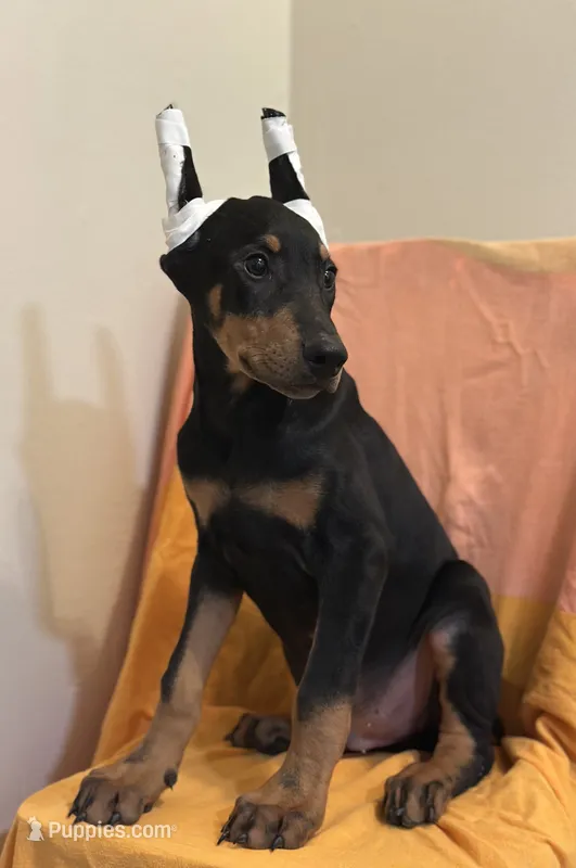 Black/Rust Male  – Doberman Pinscher puppy for sale in New York, NY