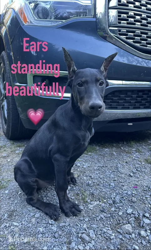 Dark Black Rust Female  – Doberman Pinscher puppy for sale in New York, NY