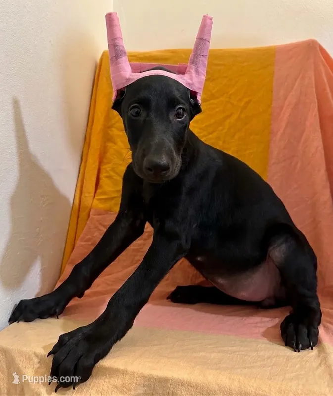 Dark Black Rust female  – Doberman Pinscher puppy for sale in New York, NY