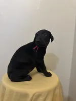 Solid Black Female , a female Doberman Pinscher for sale in New York, NY – 3 of 3