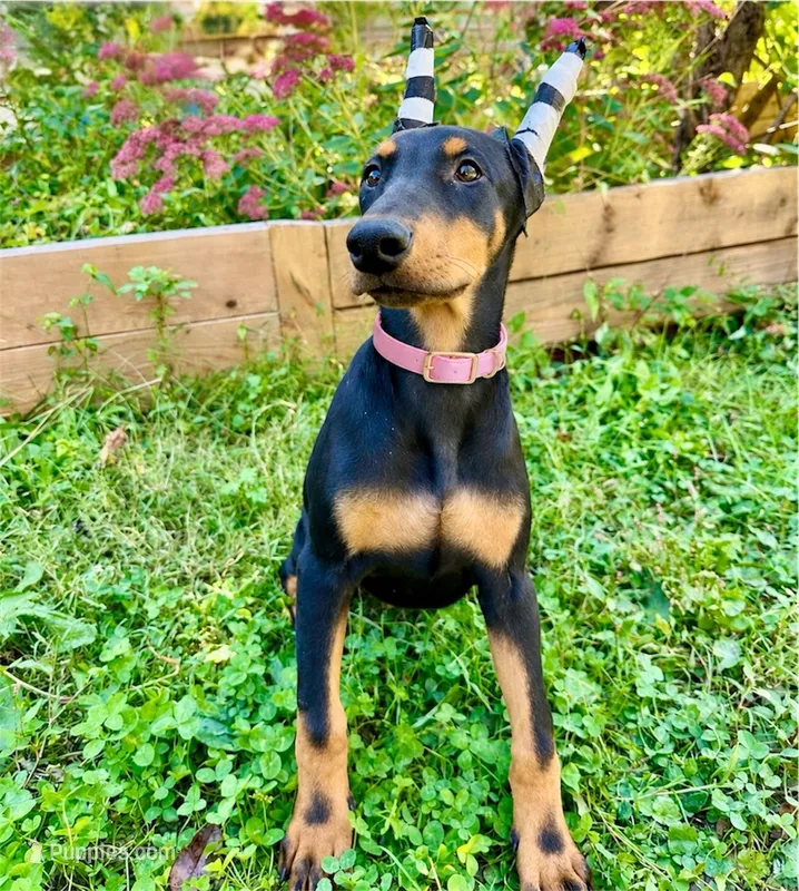 Black/Rust Girl  – Doberman Pinscher puppy for sale in New York, NY