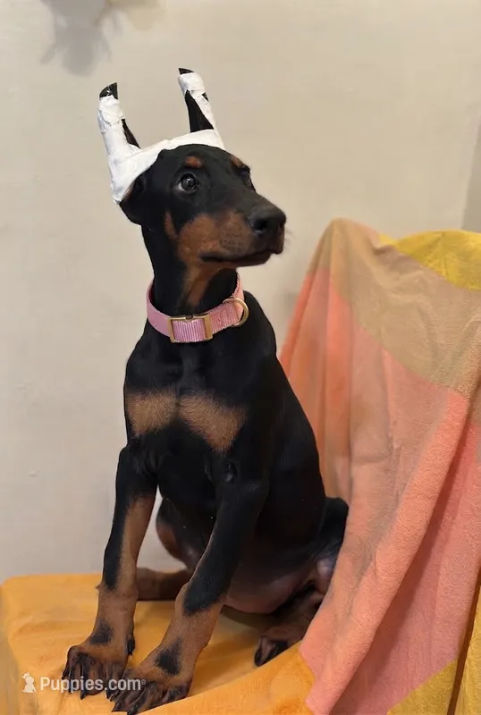 Black/Rust Girl  – Doberman Pinscher puppy for sale in New York, NY