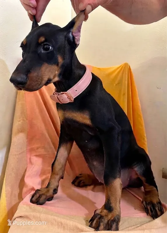 Black/Rust Girl  – Doberman Pinscher puppy for sale in New York, NY