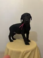 Solid Black Female , a female Doberman Pinscher for sale in New York, NY – 1 of 3