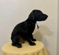 Solid Black Male , a male Doberman Pinscher for sale in New York, NY – 2 of 4