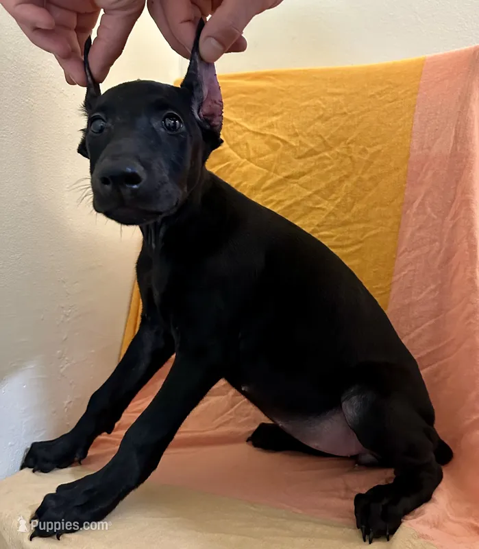 Dark Black Rust Female  – Doberman Pinscher puppy for sale in New York, NY