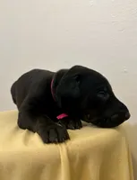 Pure Black Female , a female Doberman Pinscher for sale in New York, NY – 4 of 4