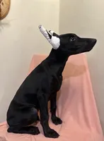 Dark Black Rust Female , a female Doberman Pinscher for sale in New York, NY – 3 of 3