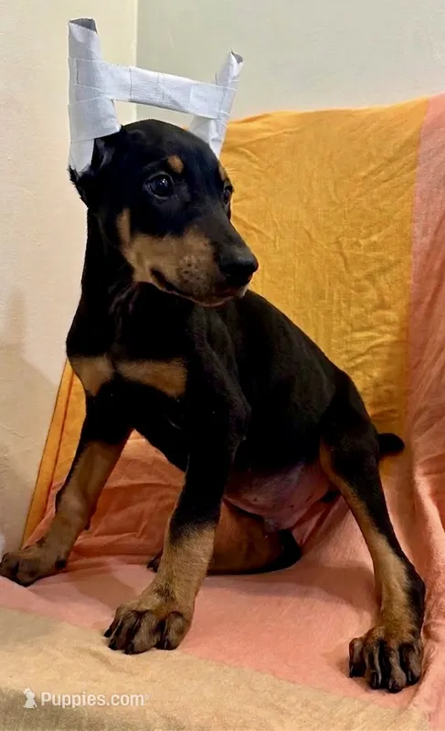 Black/Rust Male  – Doberman Pinscher puppy for sale in New York, NY