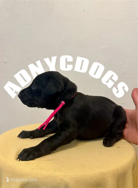 Pure Black Female  – Doberman Pinscher puppy for sale in New York, NY