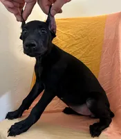Dark Black Rust female , a female Doberman Pinscher for sale in New York, NY – 2 of 2
