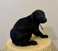 Solid Black Male , a male Doberman Pinscher for sale in New York, NY – 4 of 4
