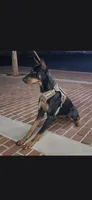 Light green, a female Doberman Pinscher for sale in Moreno Valley, CA – 2 of 5